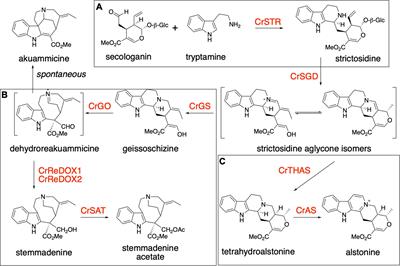 Directed Biosynthesis of New to Nature Alkaloids in a Heterologous Nicotiana benthamiana Expression Host